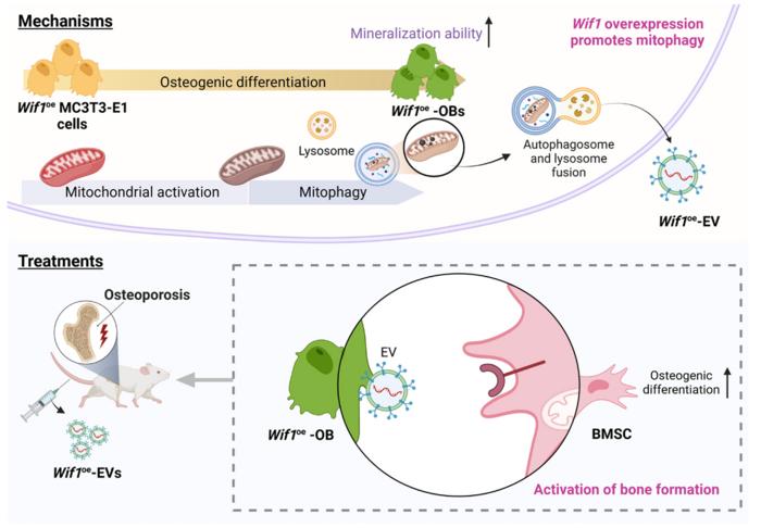 Therapeutic potential of Wif1oe-OB-derived EVs in osteoporosis through regulation of osteogenic differentiation and mitophagy.