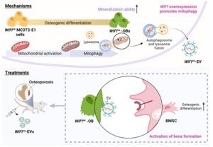 Therapeutic potential of Wif1oe-OB-derived EVs in osteoporosis through regulation of osteogenic differentiation and mitophagy.