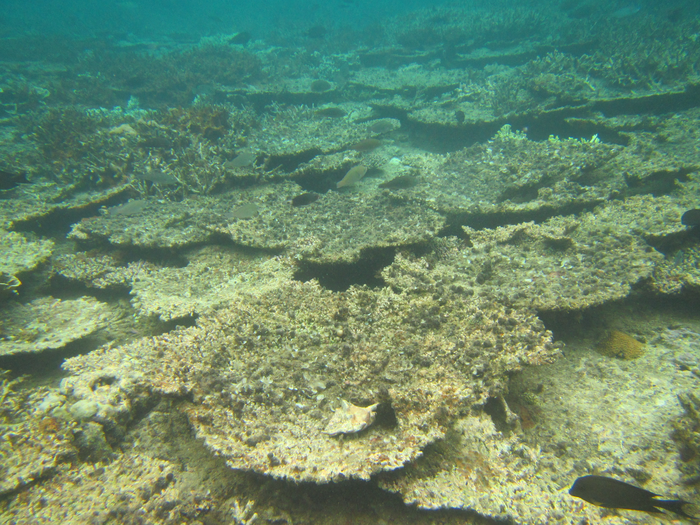 Dead acropora tables