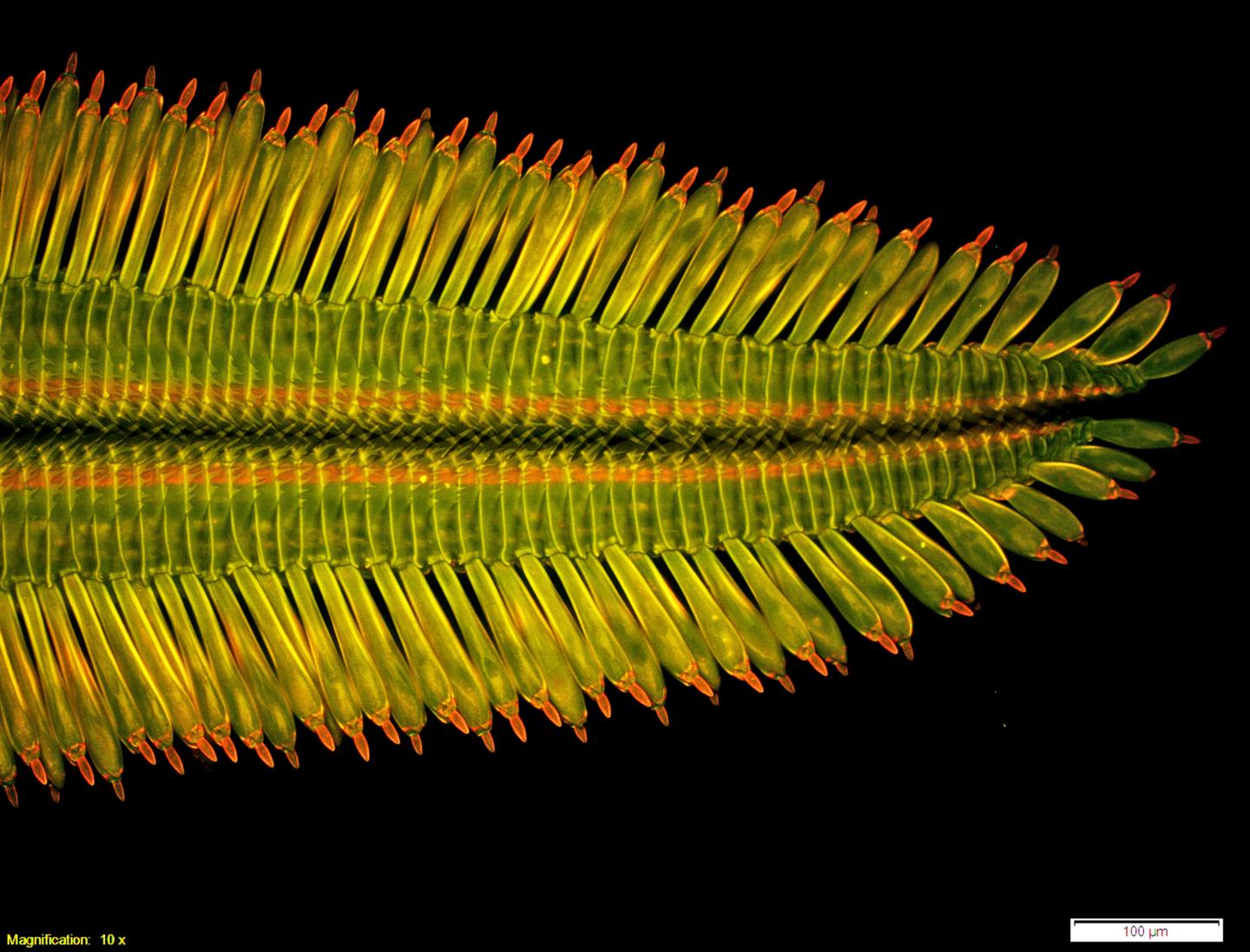 Sap-Feeding Butterflies Join Ranks of Golden Ratio Phenomenon