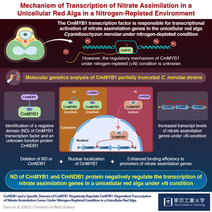 Mechanism of Transcription of Nitrate Assimilation in a Unicellular Red Alga in a Nitrogen-Repleted Environment