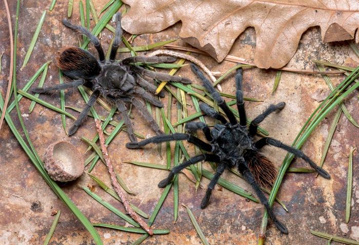 A male and a female Aphonopelma jacobii