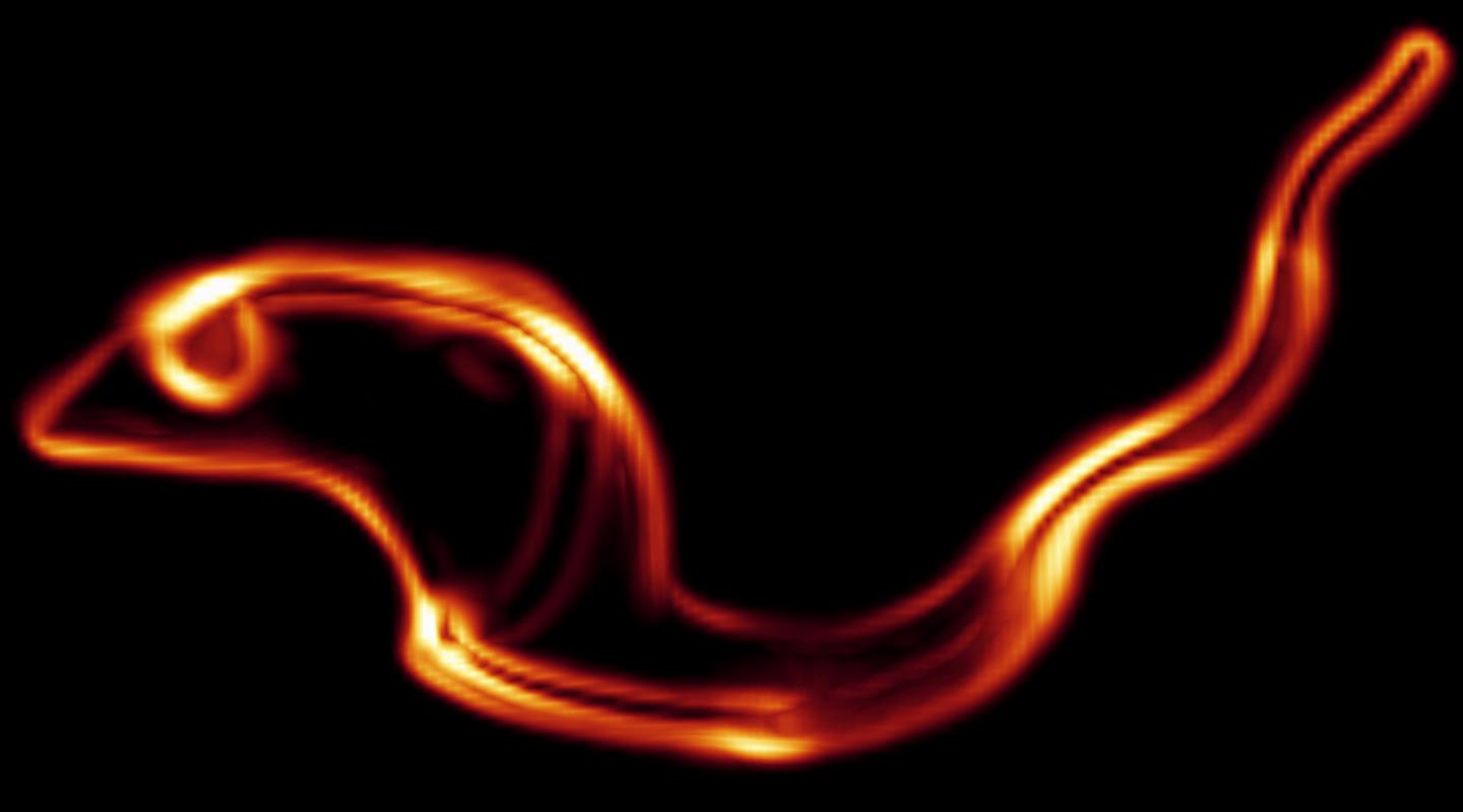 A Worm-Like Pathogen