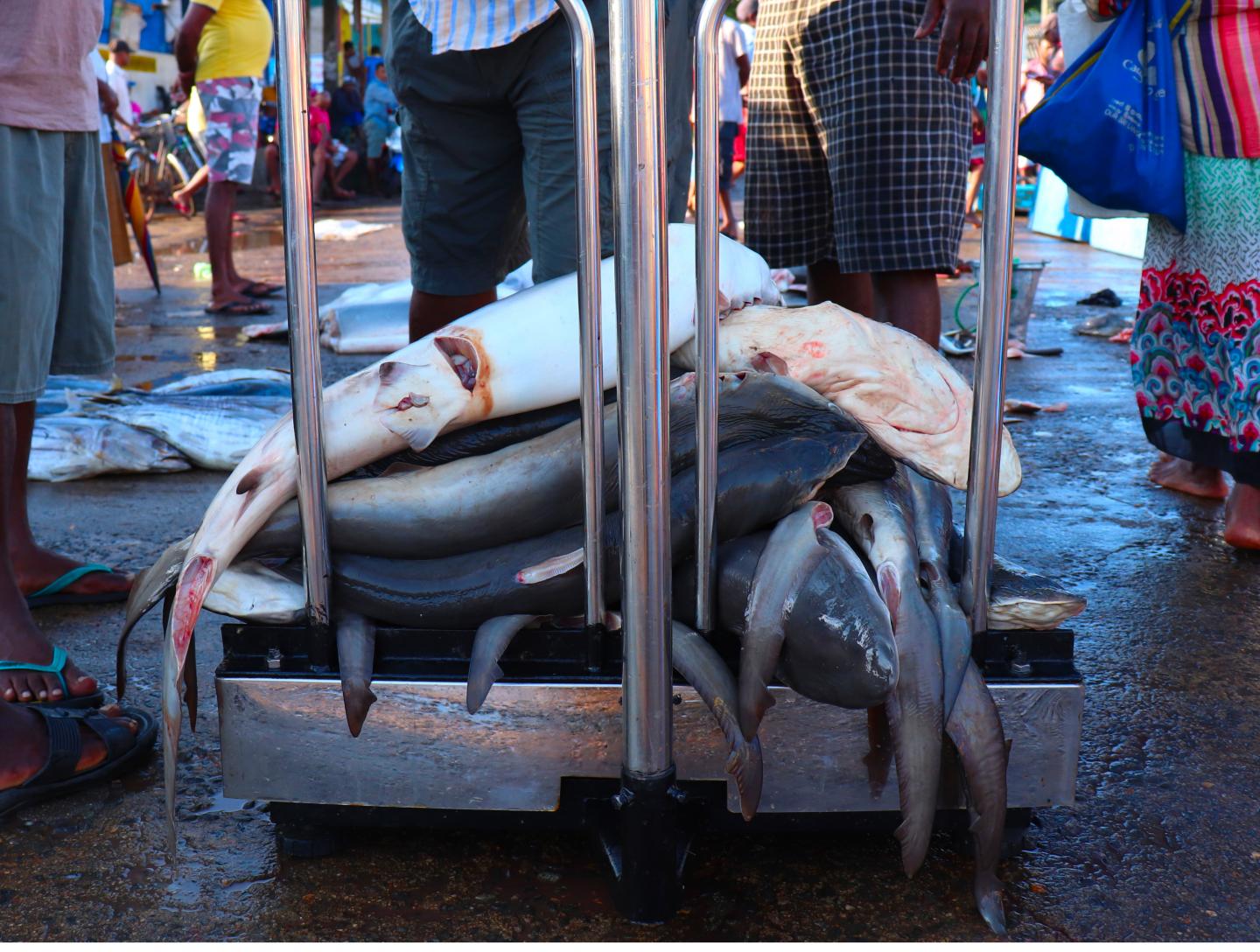 Sharks in a market in Sri Lanka