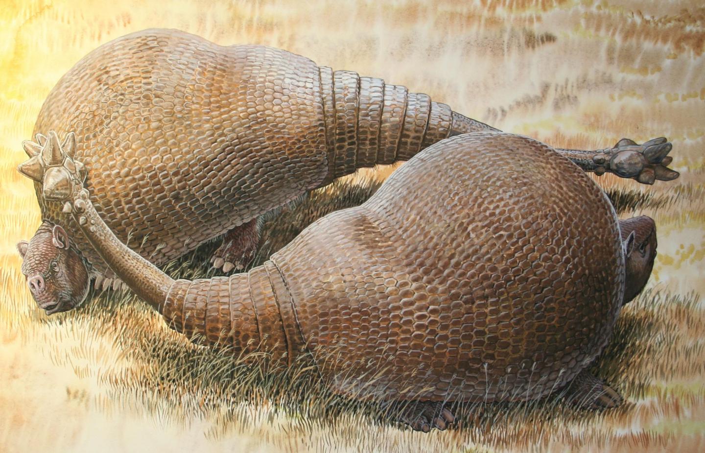 Glyptodonts [IMAGE] | EurekAlert! Science News Releases