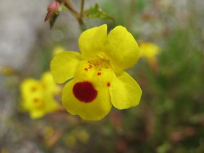 Closeup Cutleaved Monkeyflower
