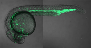 Zebrafish Embryo