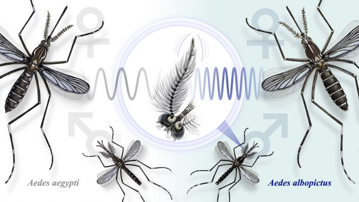 Differences in male Aedes aegypti and Aedes albopictus hearing systems facilitate recognition of conspecific female flight tones