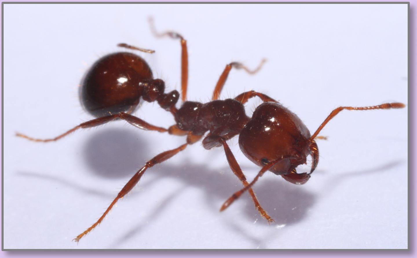 Fire ant