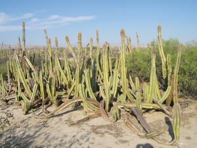 Mutations Explain Flies' Dependence on Unique Cactus (8 of 9)