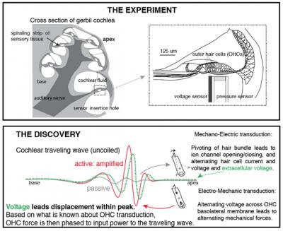 New Findings on How the Ear Hears Could Lead to Better Hearing Aids