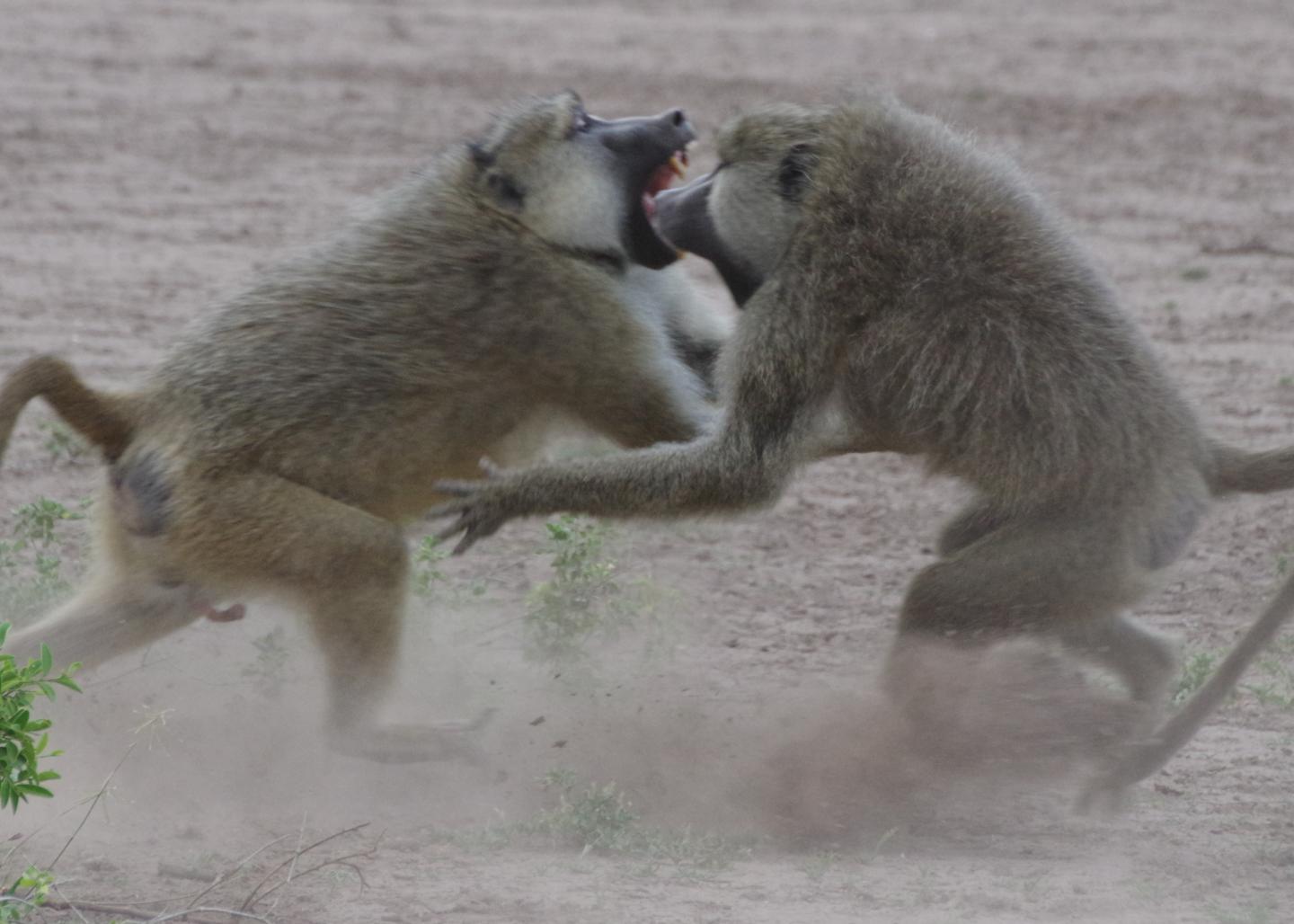 Male Baboons at Amboseli National Park, Kenya
