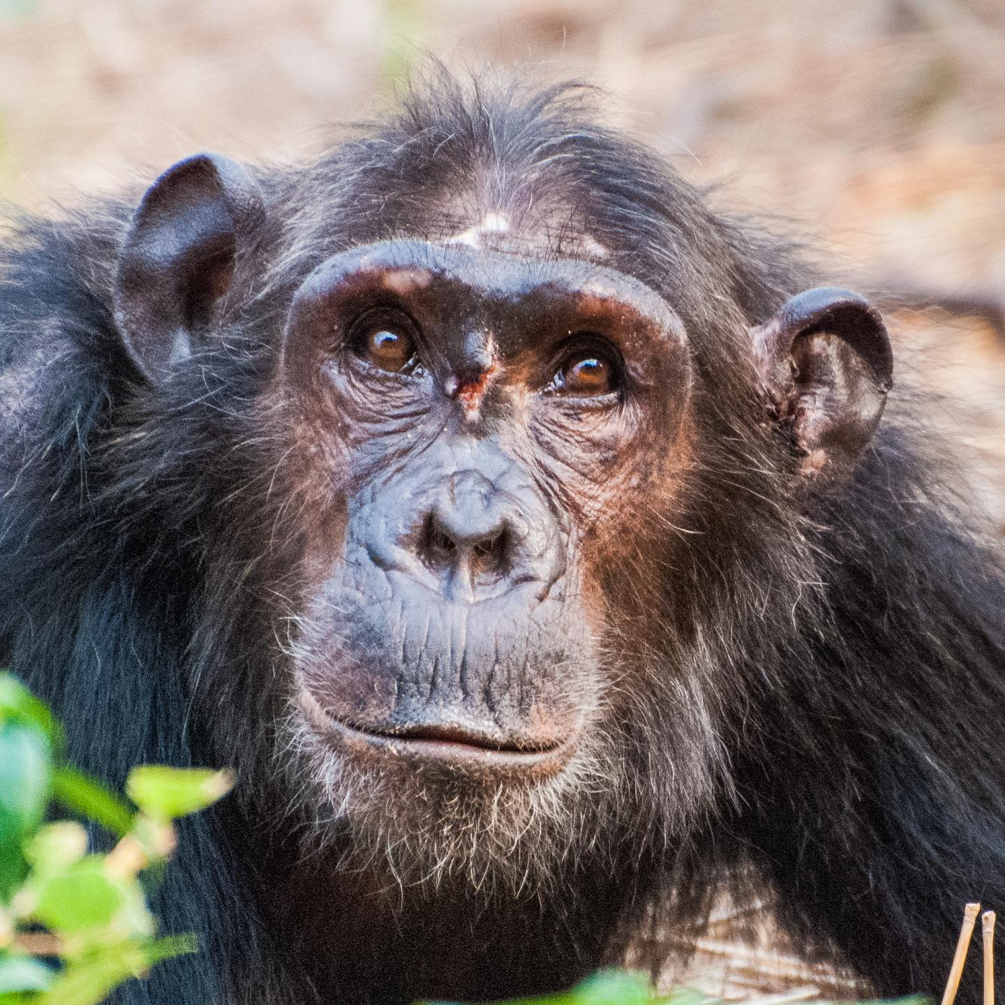 A Low-Ranking Young Female Chimpanzee
