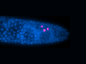 Roundworm gonad