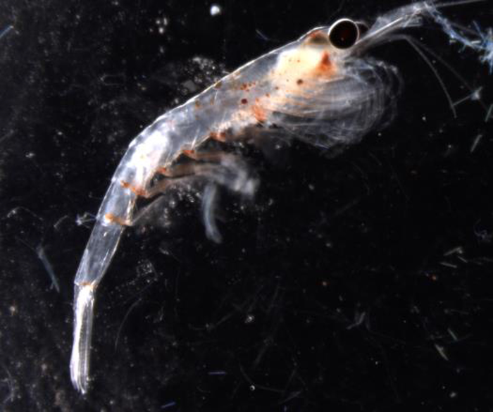 Zooplankton vertical migrator