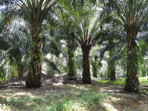 Oil palm tree plantation in Jambi province, Sumatra (Indonesia)
