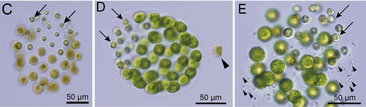 Male and female Pleodorina starrii under a light microscope