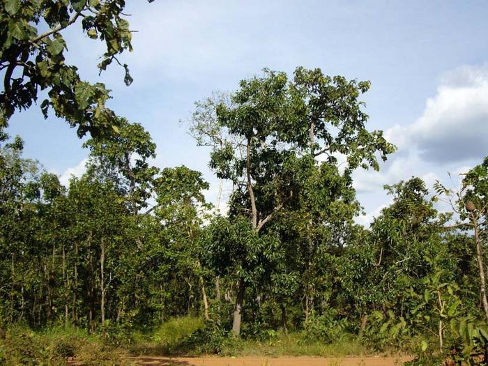 Open type forest in SE Asia