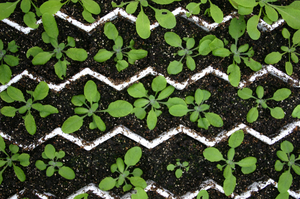 model plant Arabidopsis thaliana