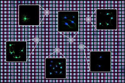 Cell and protein patterning