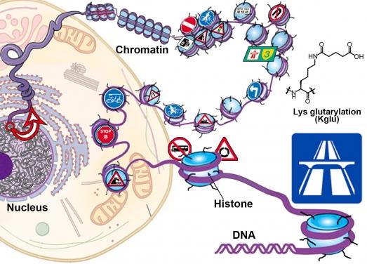 Chromatin Maze with Various Histone Modifications as "Road Signs"