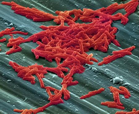 <i>Clostridium difficile</i>