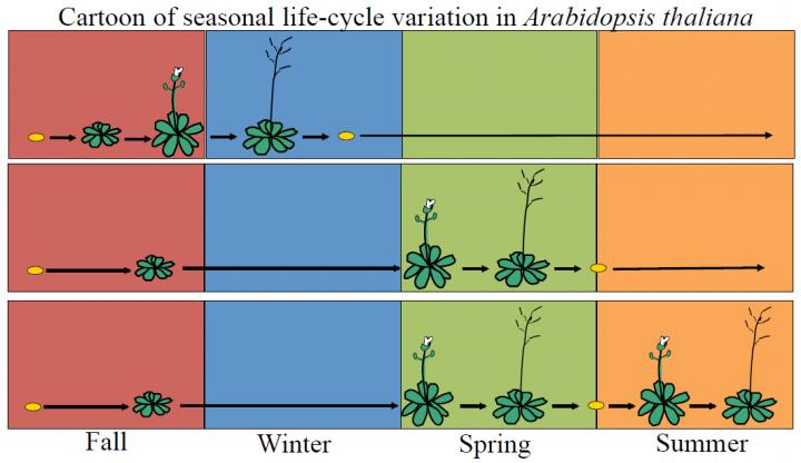Seasonal Life Cycle of <I>A. thaliana</I>