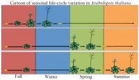Seasonal Life Cycle of <I>A. thaliana</I>