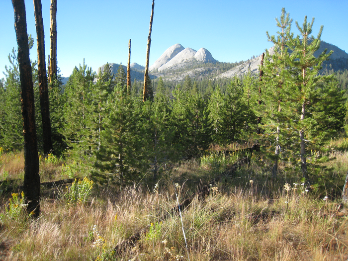 Sierra lodgepole pine 20 years after wildfire