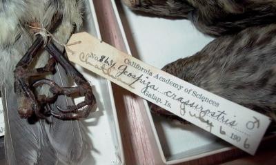 Vegetarian Finch Tested Negative for Avian Pox