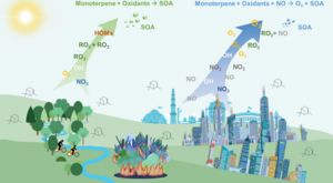 The conceptual diagram of anthropogenic monoterpenes causing air pollution in urban regions and the chemical difference in forest regions.