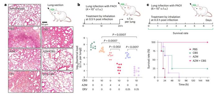 HKU Chemists Pioneer Metallodrug-Antibiotic Combination Strategy to Combat Superbugs