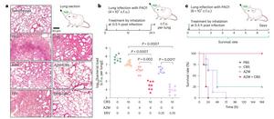 HKU Chemists Pioneer Metallodrug-Antibiotic Combination Strategy to Combat Superbugs