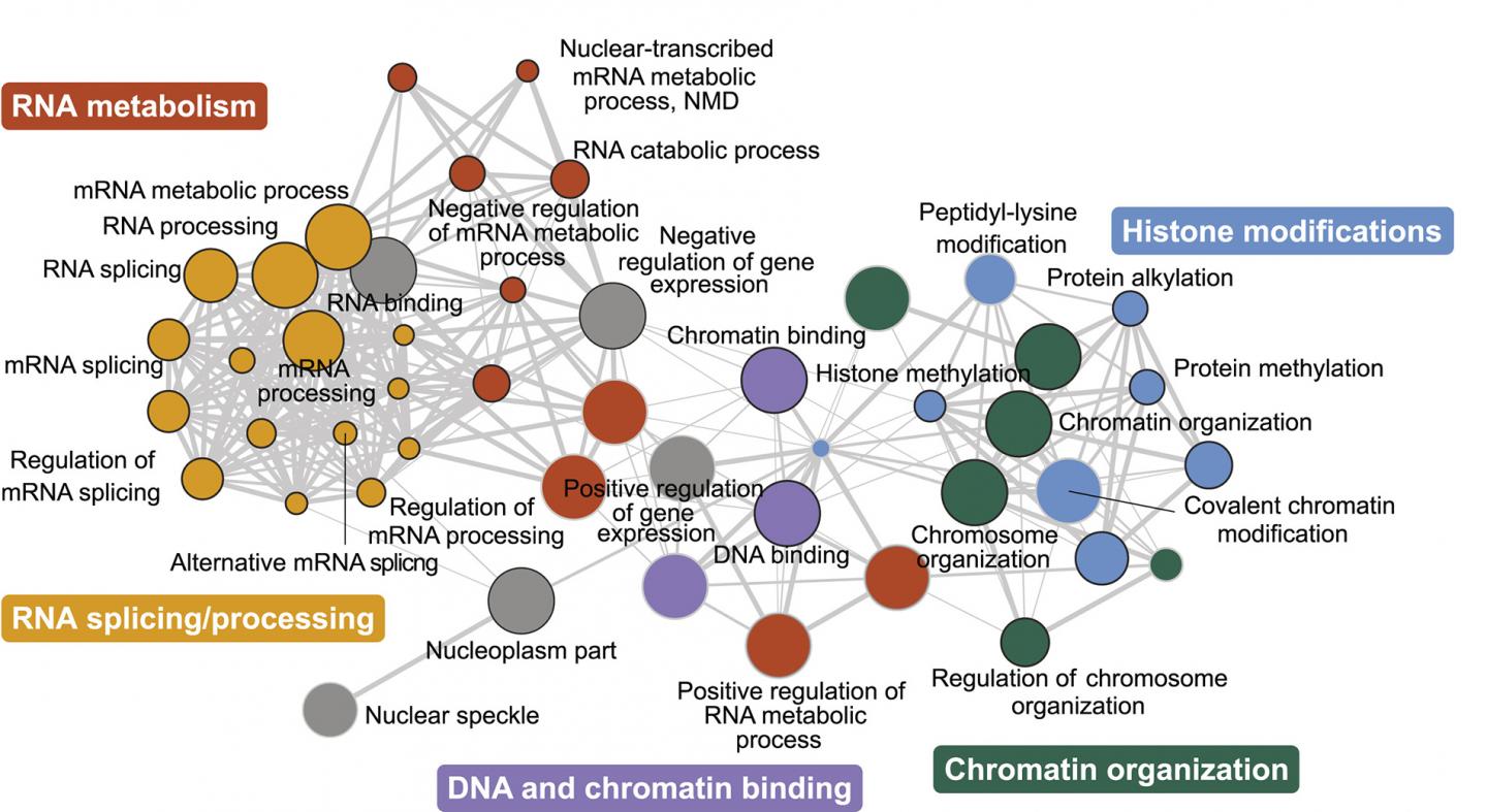 Genetic Network Controlling Microexon Splicing