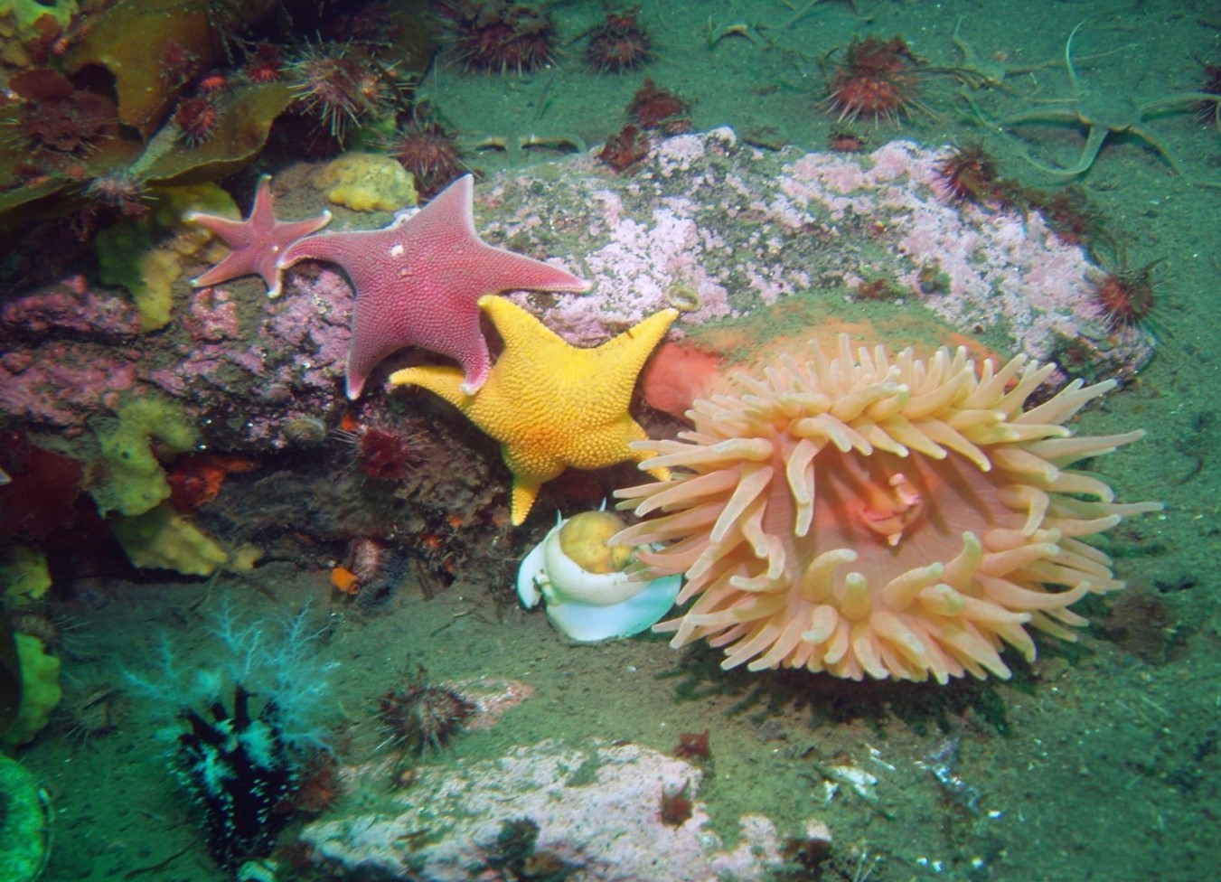 Marine benthic invertebrates f [IMAGE] | EurekAlert! Science News Releases