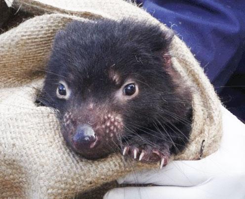 Tasmanian Devil