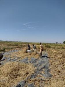 Africa could grow more rice -- new study show - Vimarsana News