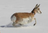 Pronghorn with GPS Collar