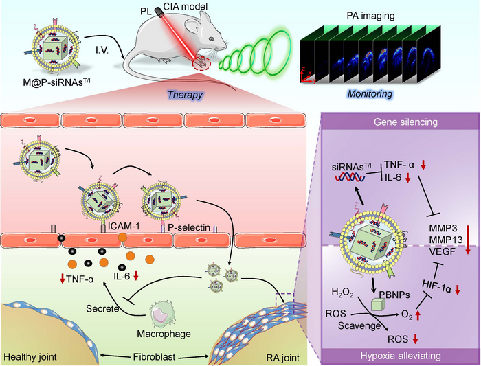 Basic schematic showing how the M@P-siRNAsT/I of the present study can function as a PA imaging-guided RA therapeutic.