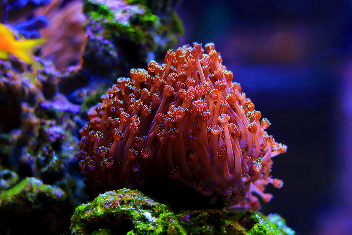 Flowerpot corals