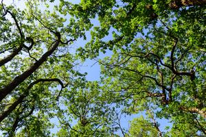 Tree canopies