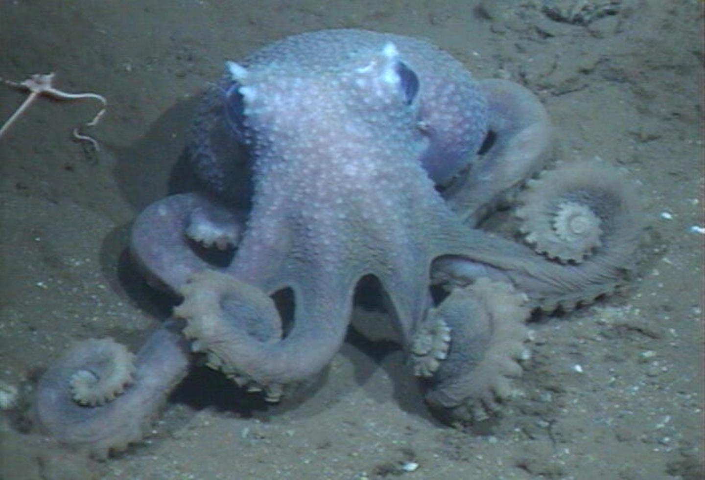 Warty Octopus