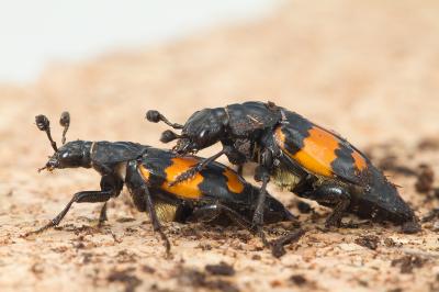 Burying Beetles about to Mate