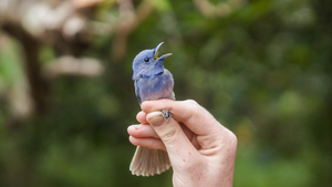 A pale blue monarch.