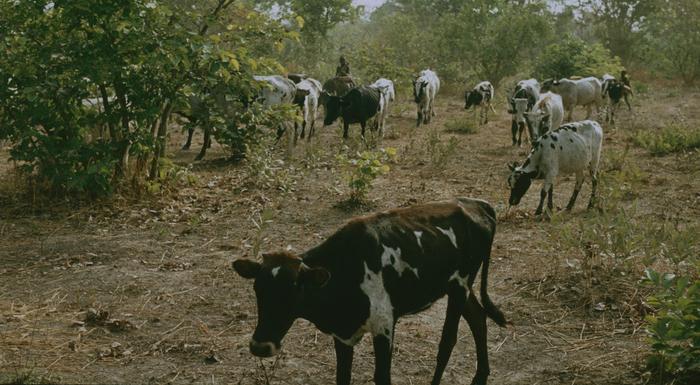 Semi-nomadic Peulh/Fulbe in Togo and their cattle invade the fields of local smallholders