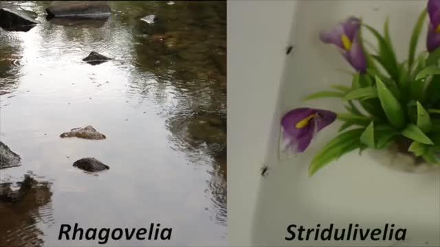 The Evolution of a Fan Propelled Water Strider Insects into New Environments (6 of 8)