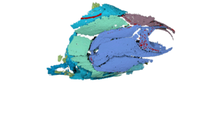 Palaeoneiros clackorum skull and shoulder girdle