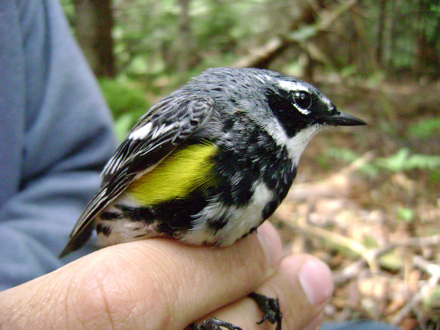 Yellow-Rumped Warbler