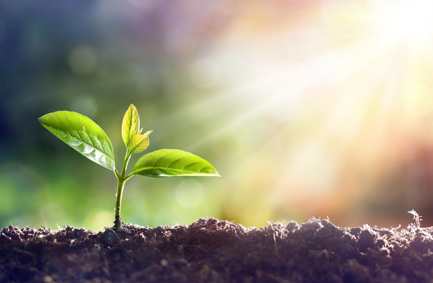 Salk Institute Plant Seedling