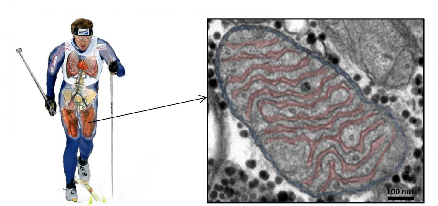 Structure of Mitochondria in Skeletal Muscle
